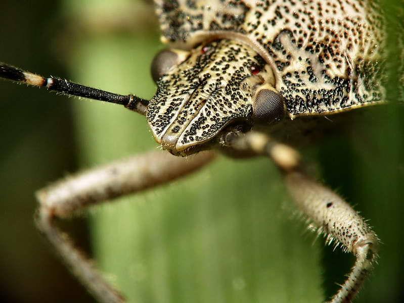 rhaphigastere nebulosa-03.jpg